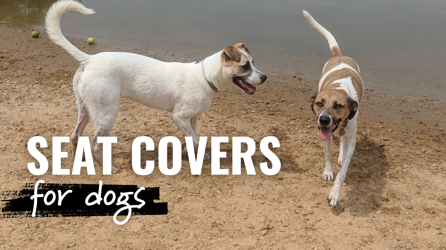 two dogs playing near water with the text: seat covers for dogs on top