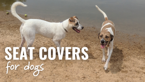 dogs in water with text reading: seat covers for dogs